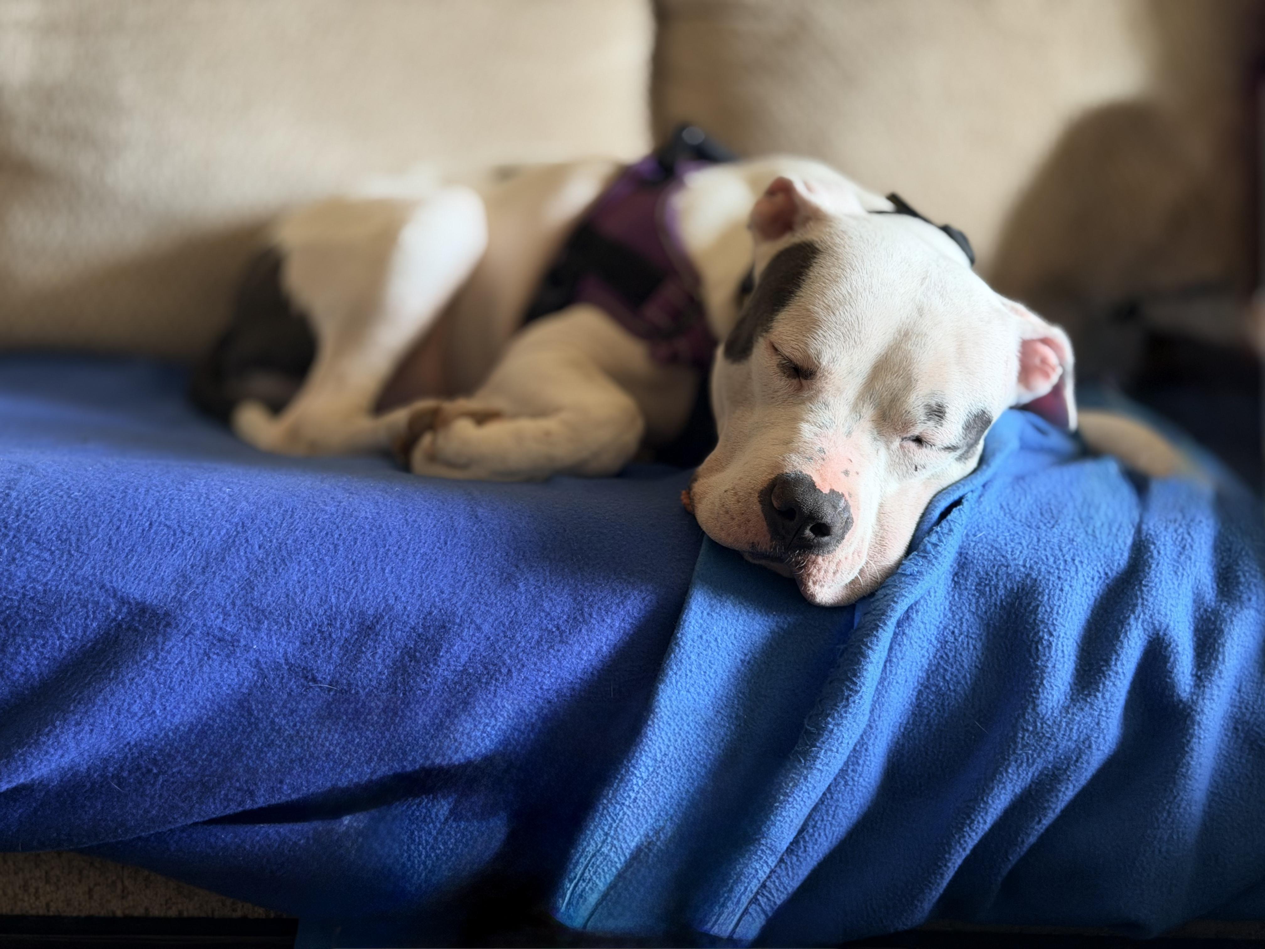 Enlarge Helen, an adopted mixed breed in Brenham, TX image 3/6