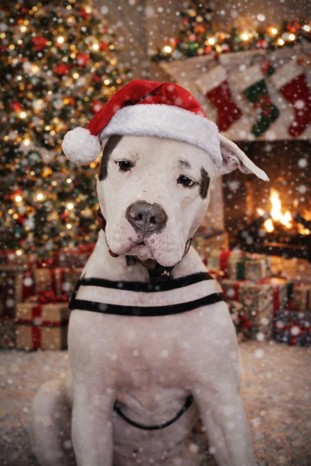 Helen, adopted, Young Female Dogo Argentino & American Bulldog.