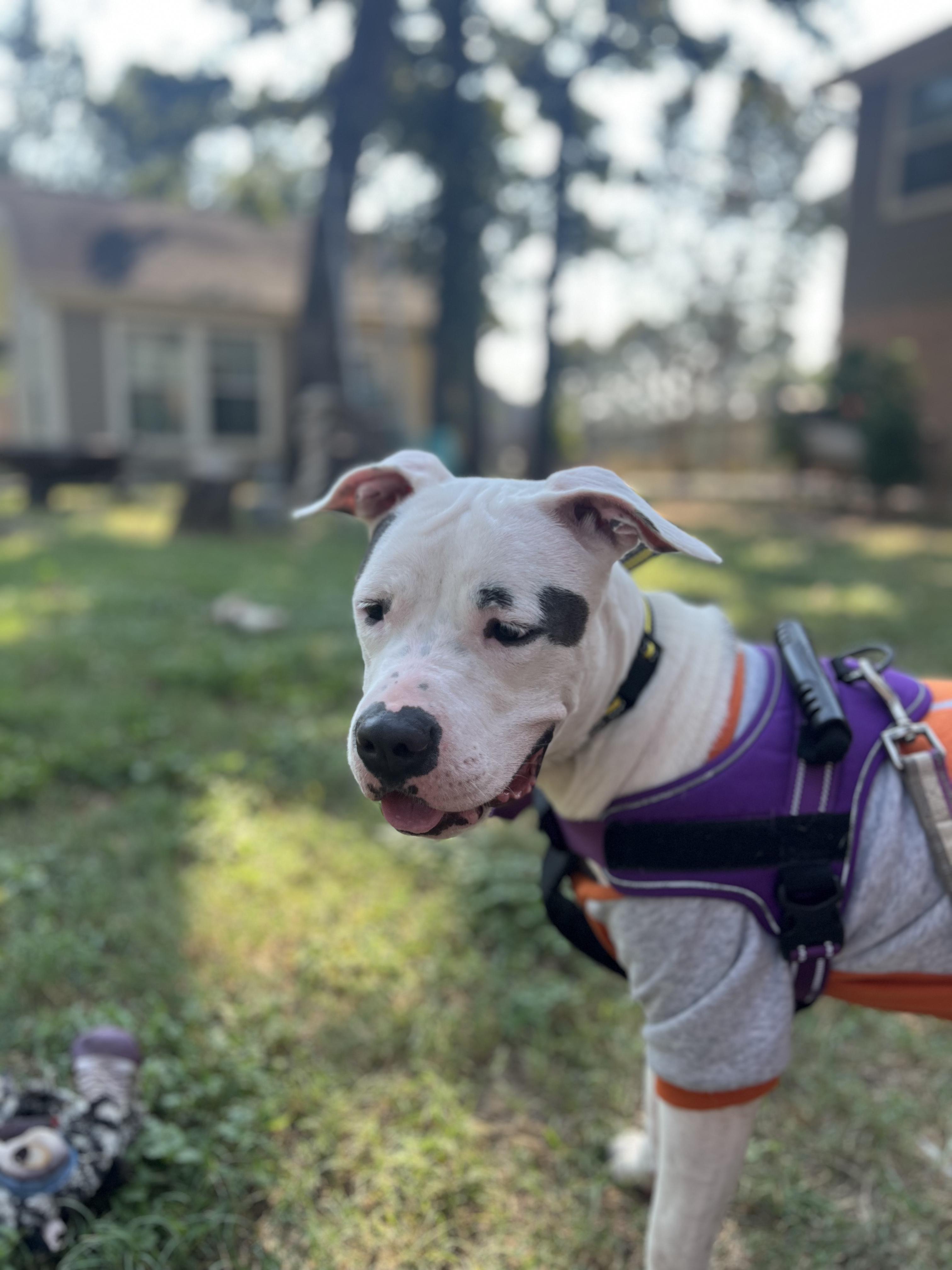 Enlarge Helen, an adopted mixed breed in Brenham, TX image 5/6