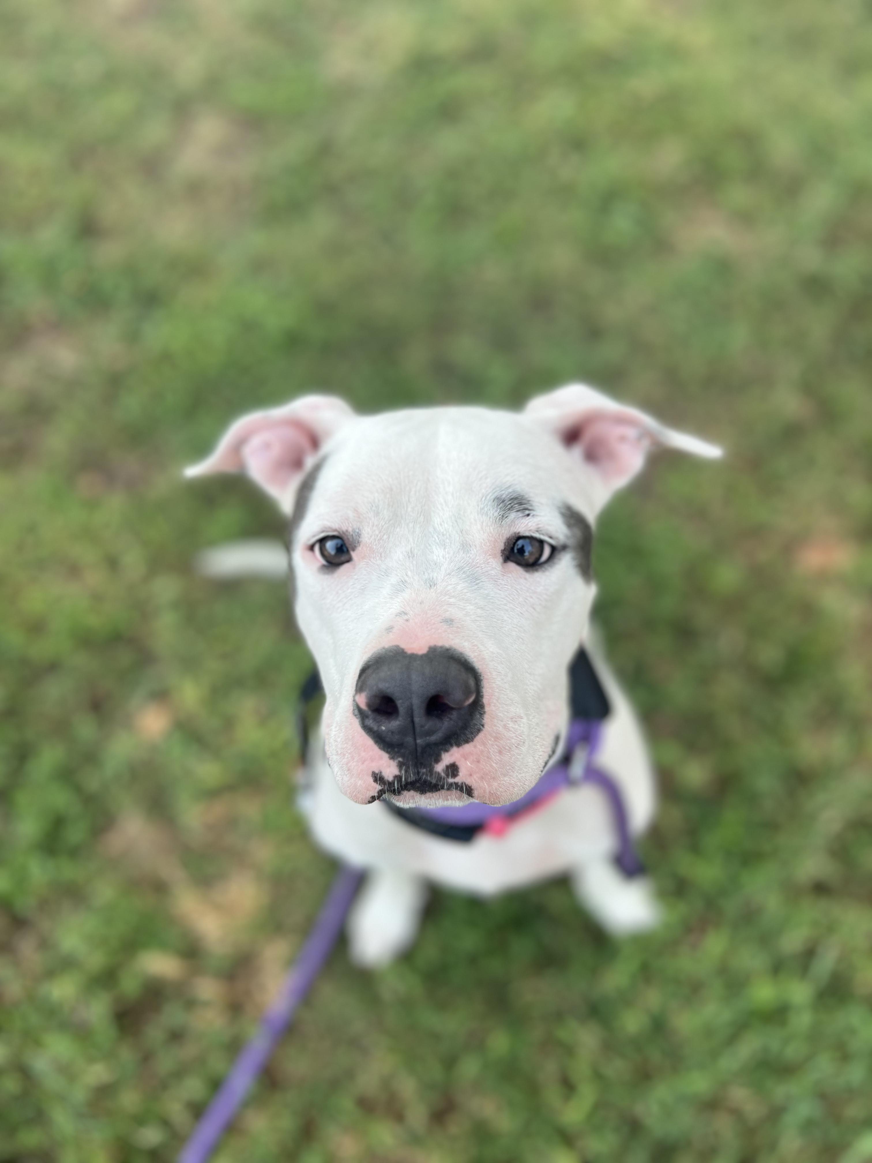 Enlarge Helen, an adopted mixed breed in Brenham, TX image 4/6