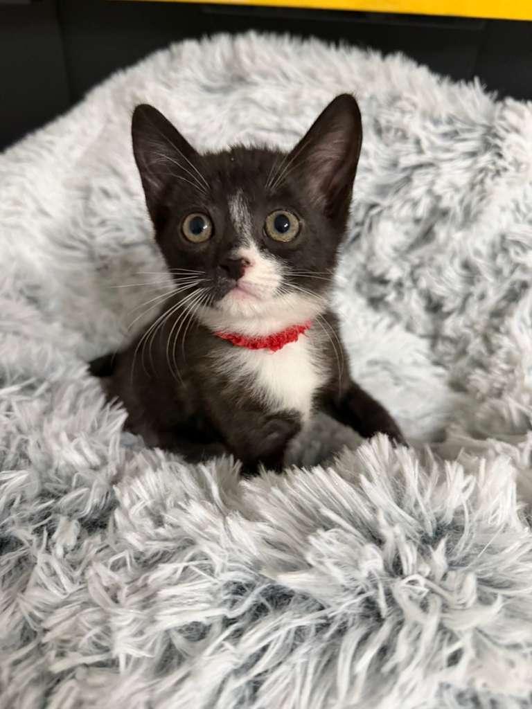 Zayn, a ADOPTABLE Domestic Short Hair in Sunrise, FL image 1/3