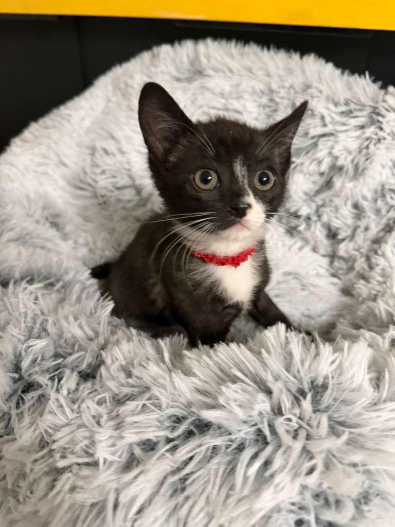 Zayn, a ADOPTABLE Domestic Short Hair in Sunrise, FL image 2/3