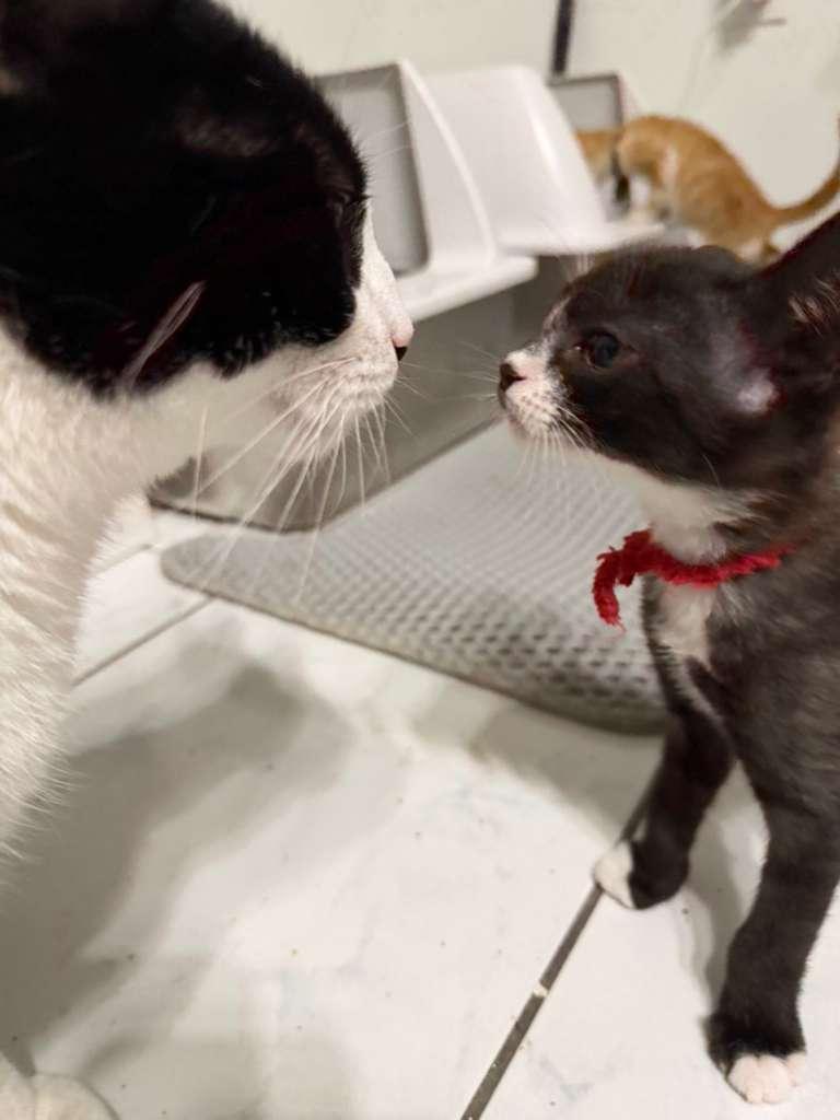 Zayn, a ADOPTABLE Domestic Short Hair in Sunrise, FL image 3/3