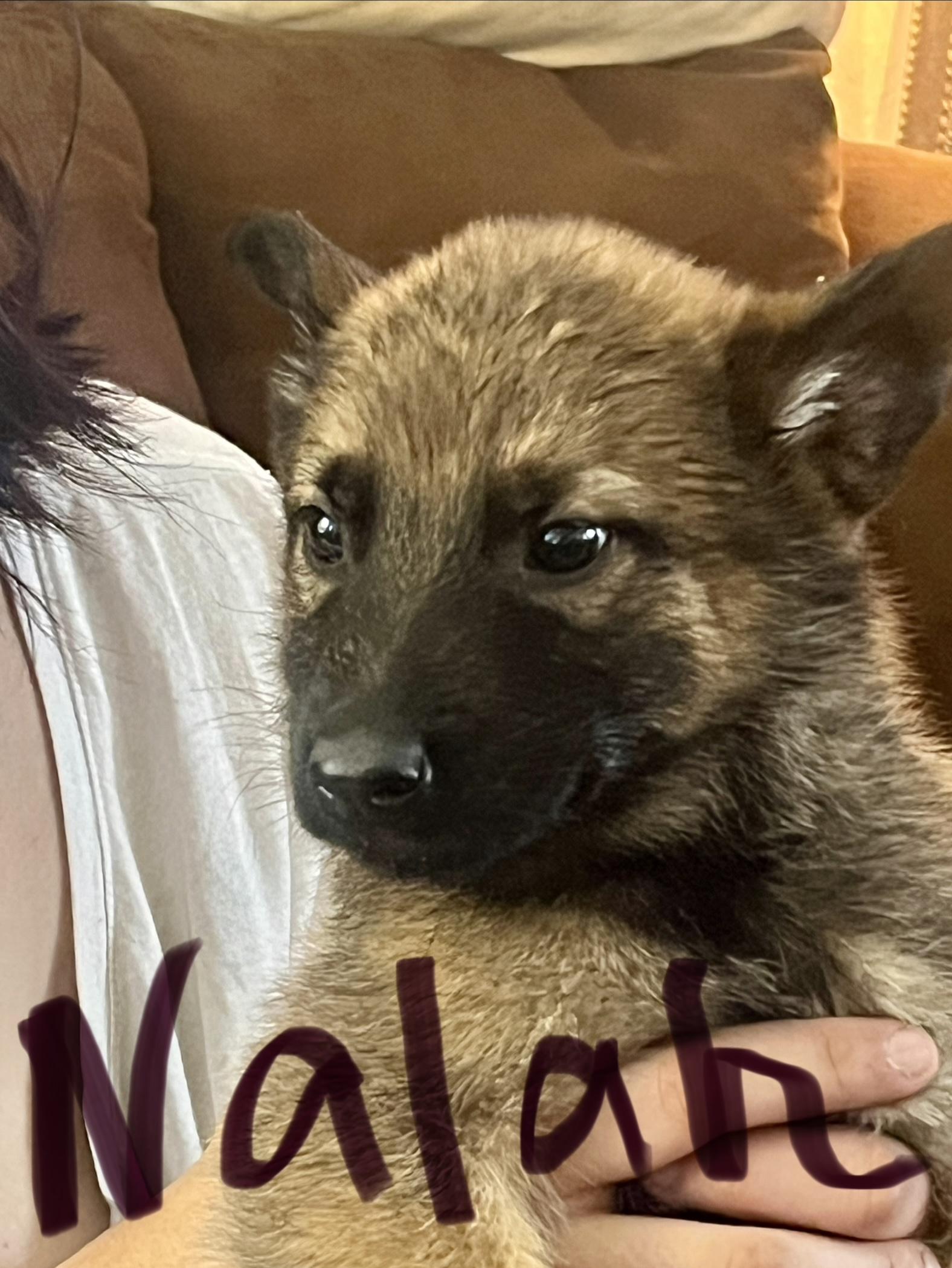 Frost, Adoptable, Puppy Female German Shepherd Dog.