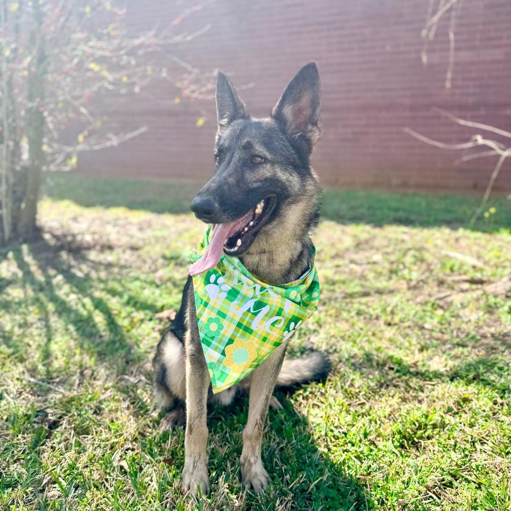 Pinenut — thumbnail 3