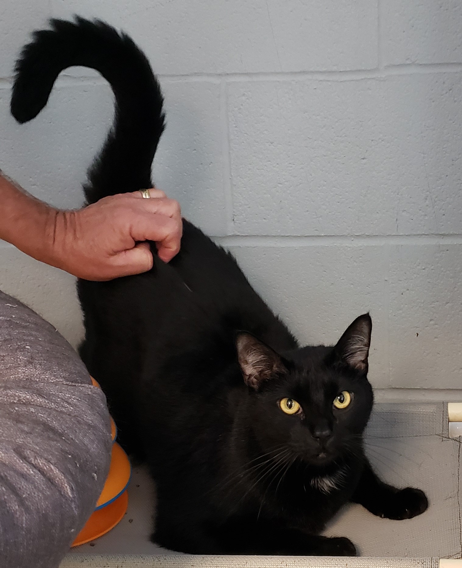 Cat for adoption Kuro, a Domestic Medium Hair Mix in Slidell, LA