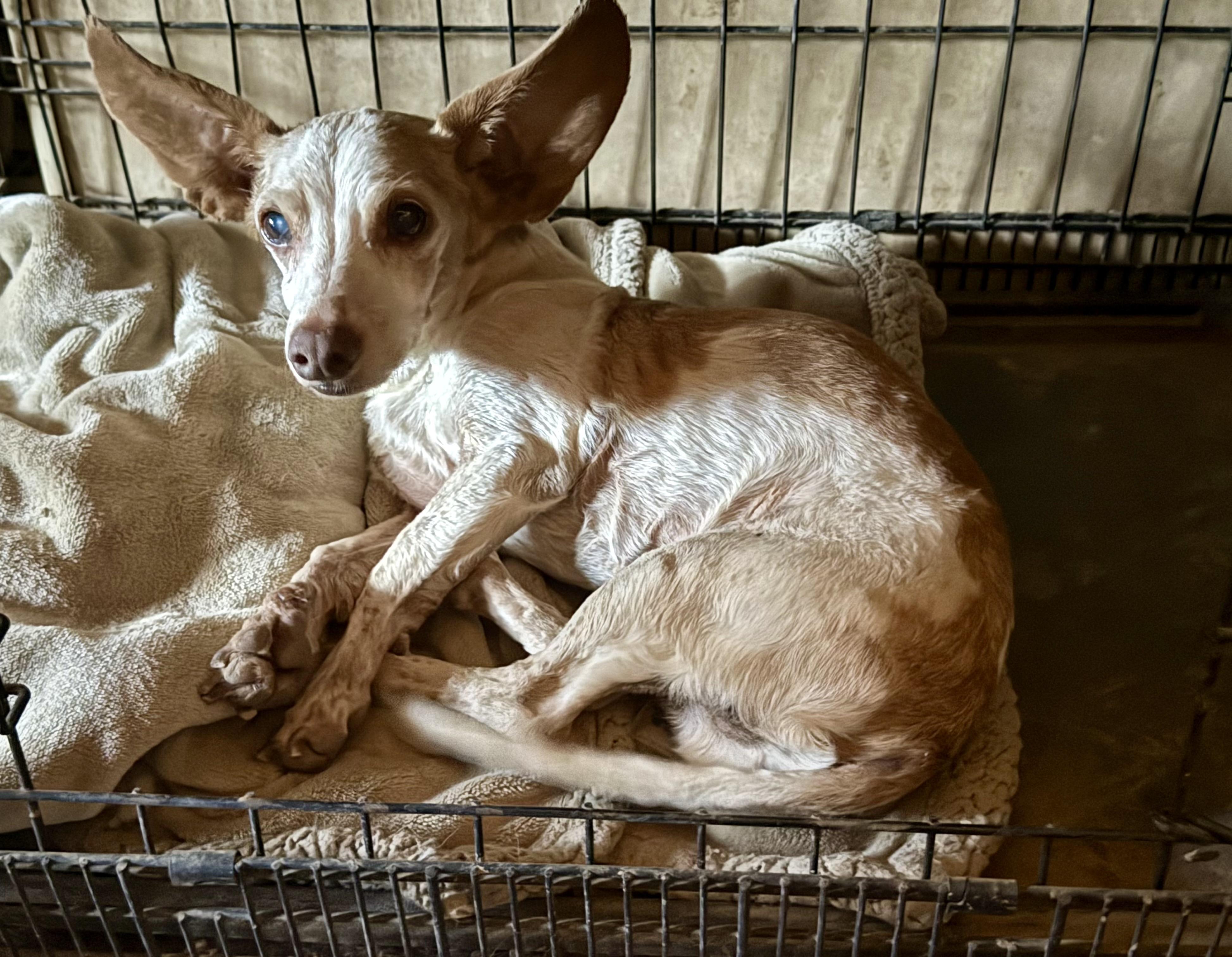Enlarge Makaveli, a Adoptable mixed breed in Tucson, AZ image 2/3