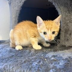 Enlarge CHAI, a Adoptable Domestic Short Hair in Miami, FL image 1/1