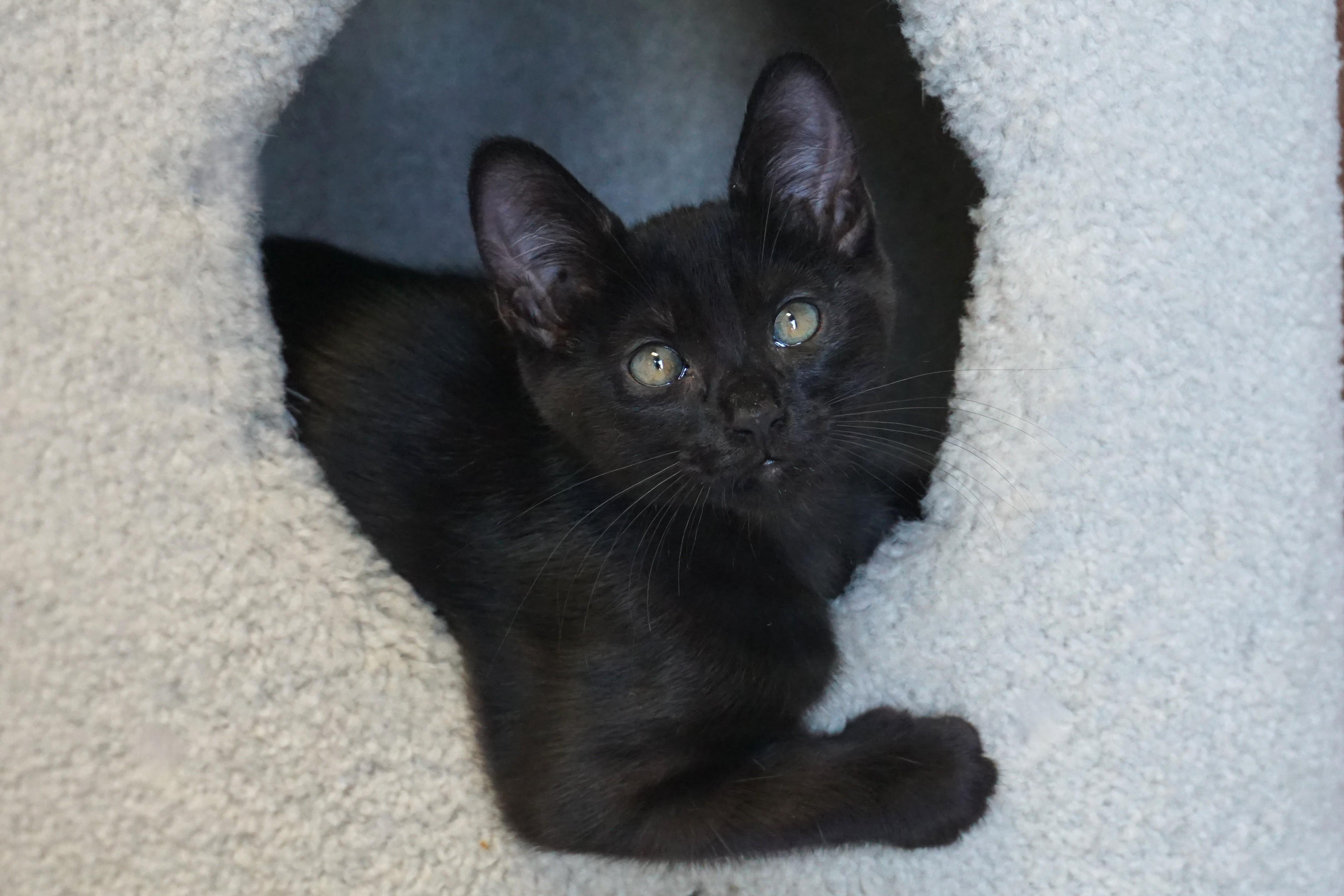 Enlarge Moo, a ADOPTABLE Domestic Short Hair in Fountain Hills, AZ image 3/3