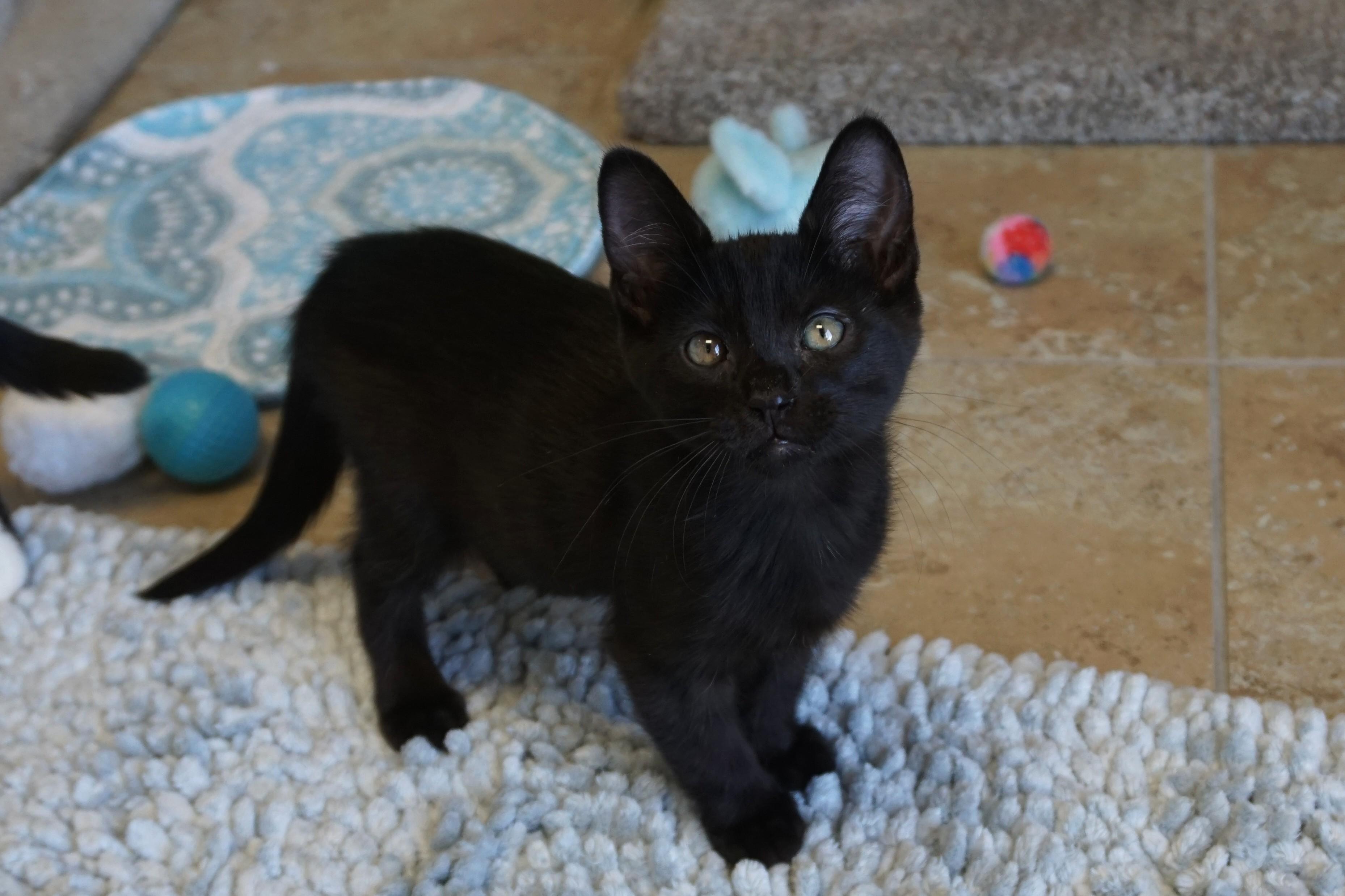 Enlarge Moo, a ADOPTABLE Domestic Short Hair in Fountain Hills, AZ image 1/3