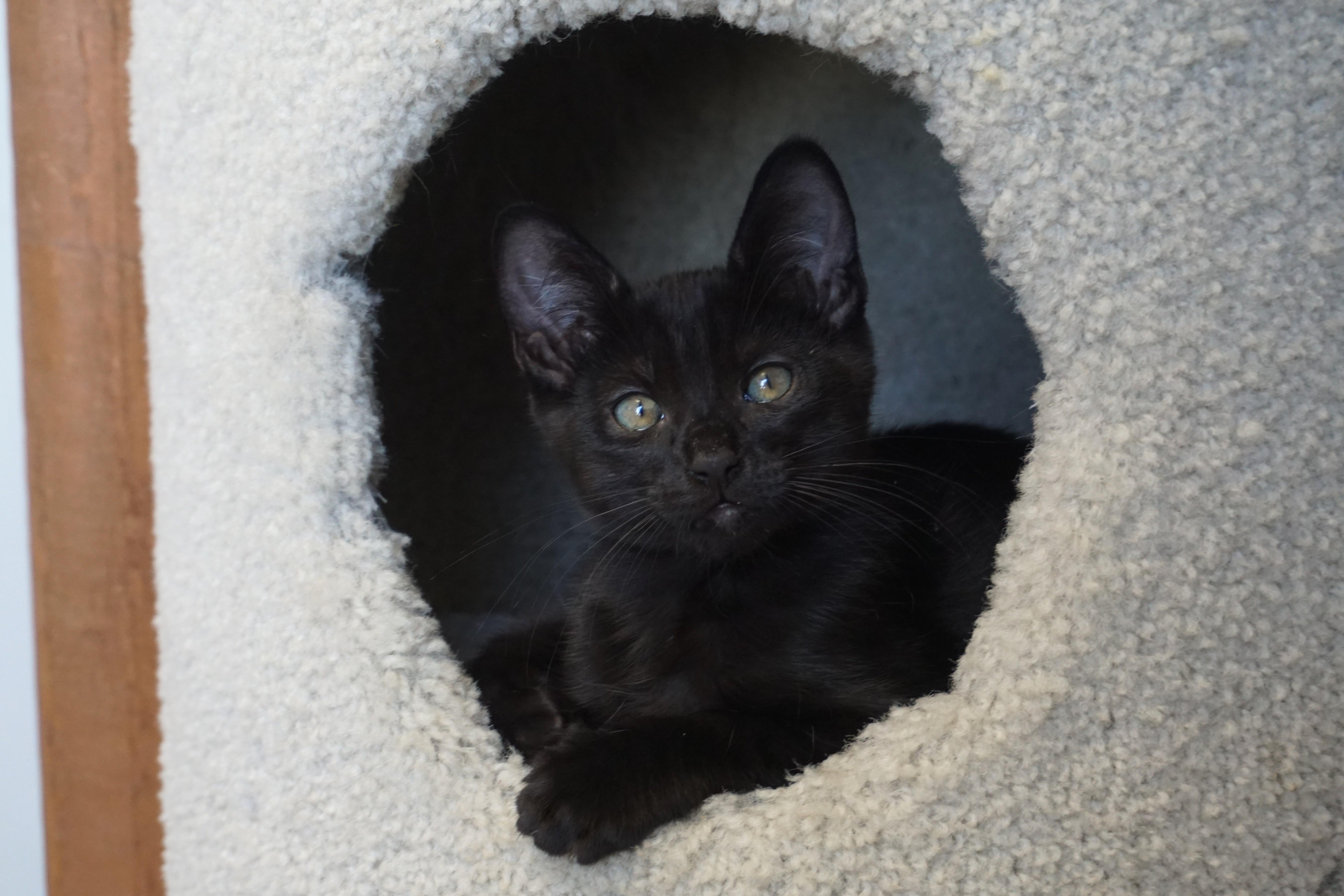 Enlarge Moo, a ADOPTABLE Domestic Short Hair in Fountain Hills, AZ image 2/3