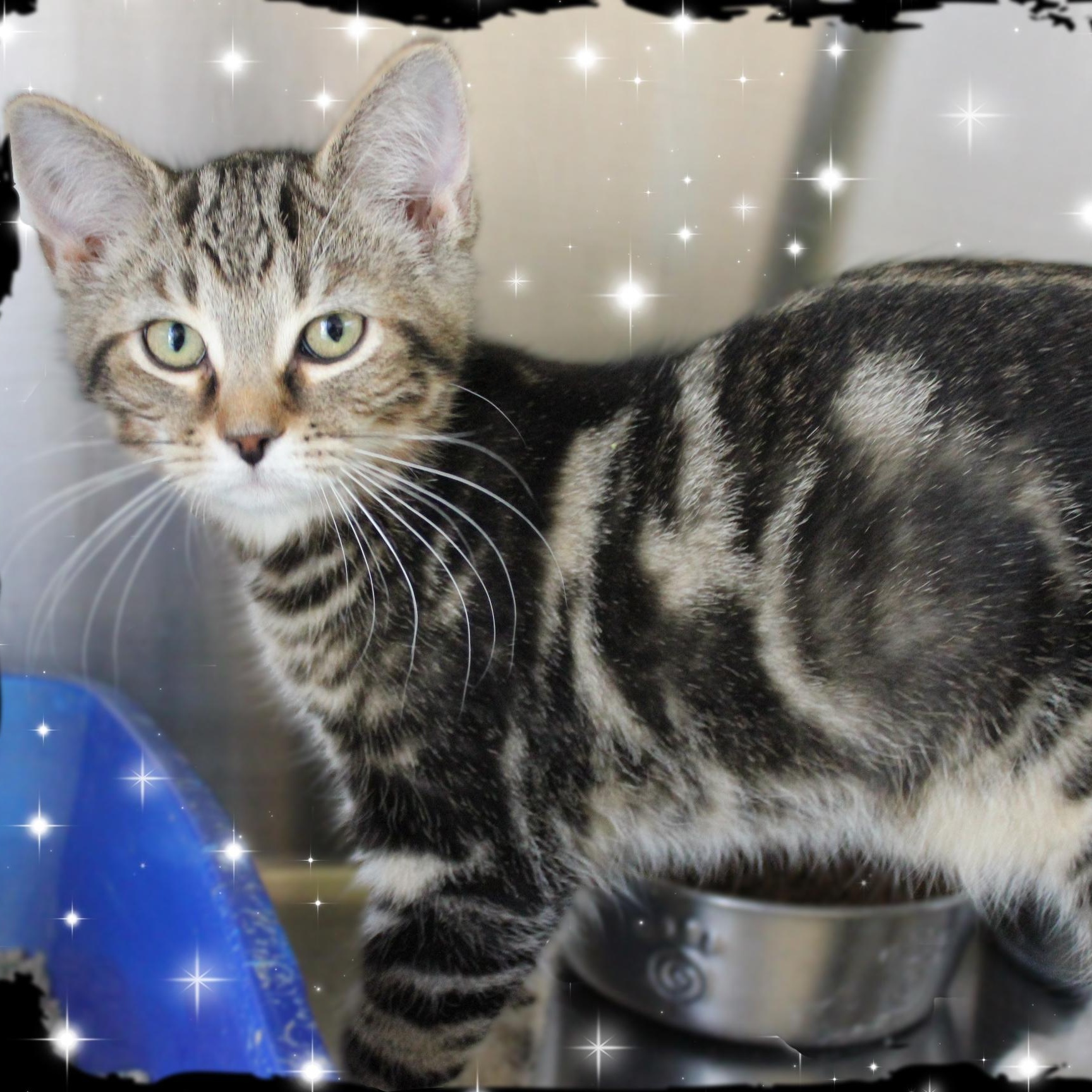 Kirby, adopted, Kitten Male Tabby.