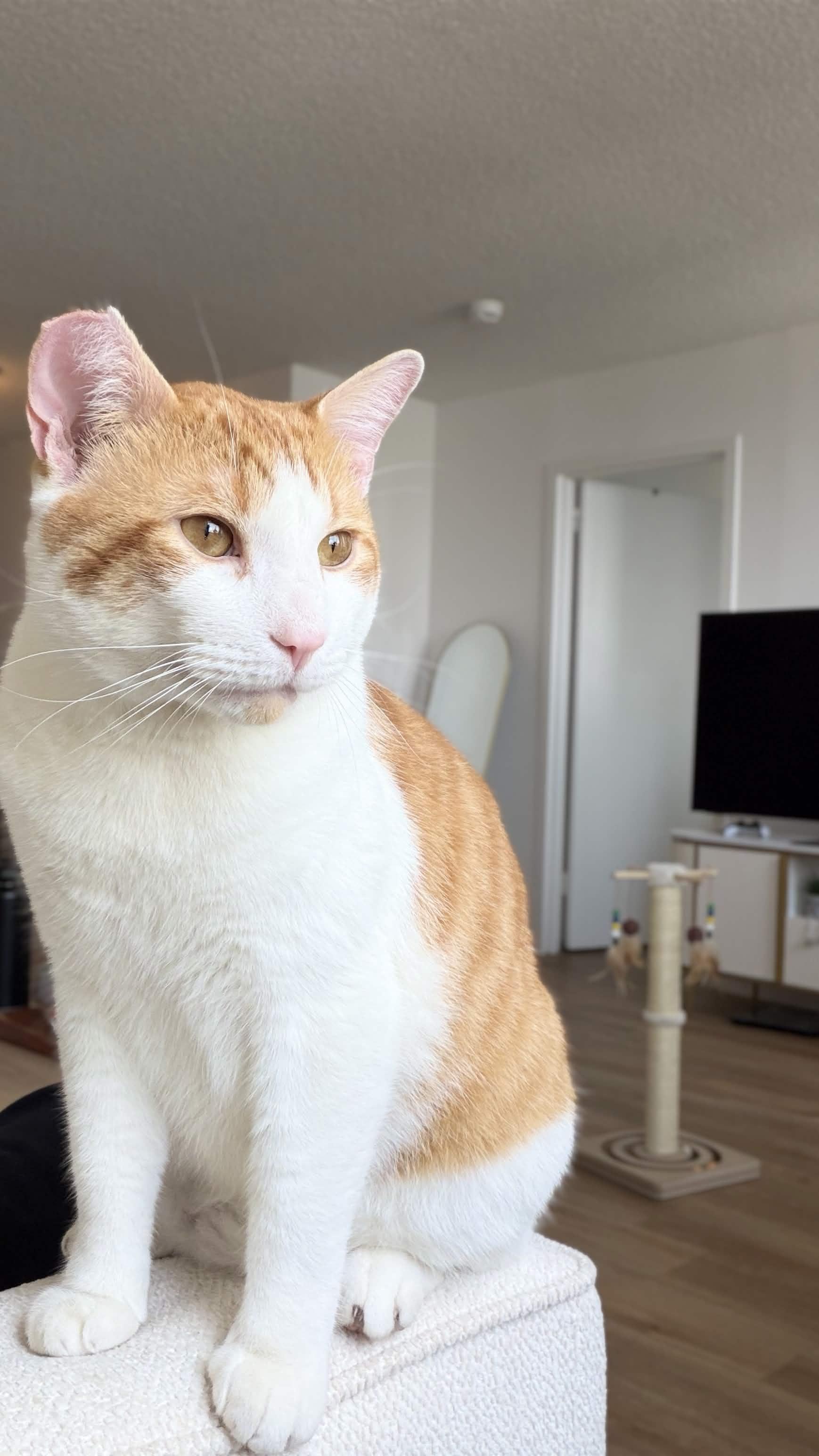 Mango, a ADOPTABLE Domestic Short Hair in Weehawken, NJ image 4/6