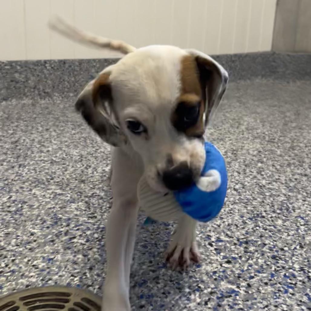 Alice, Adoptable, Puppy Female Mixed Breed.