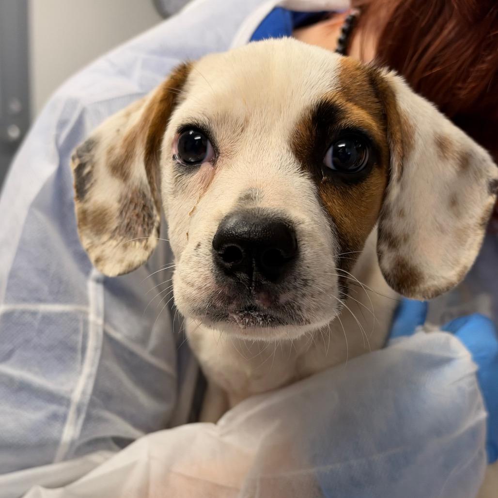 Enlarge Alice, a Adoptable Mixed Breed in Greenville, SC image 2/3