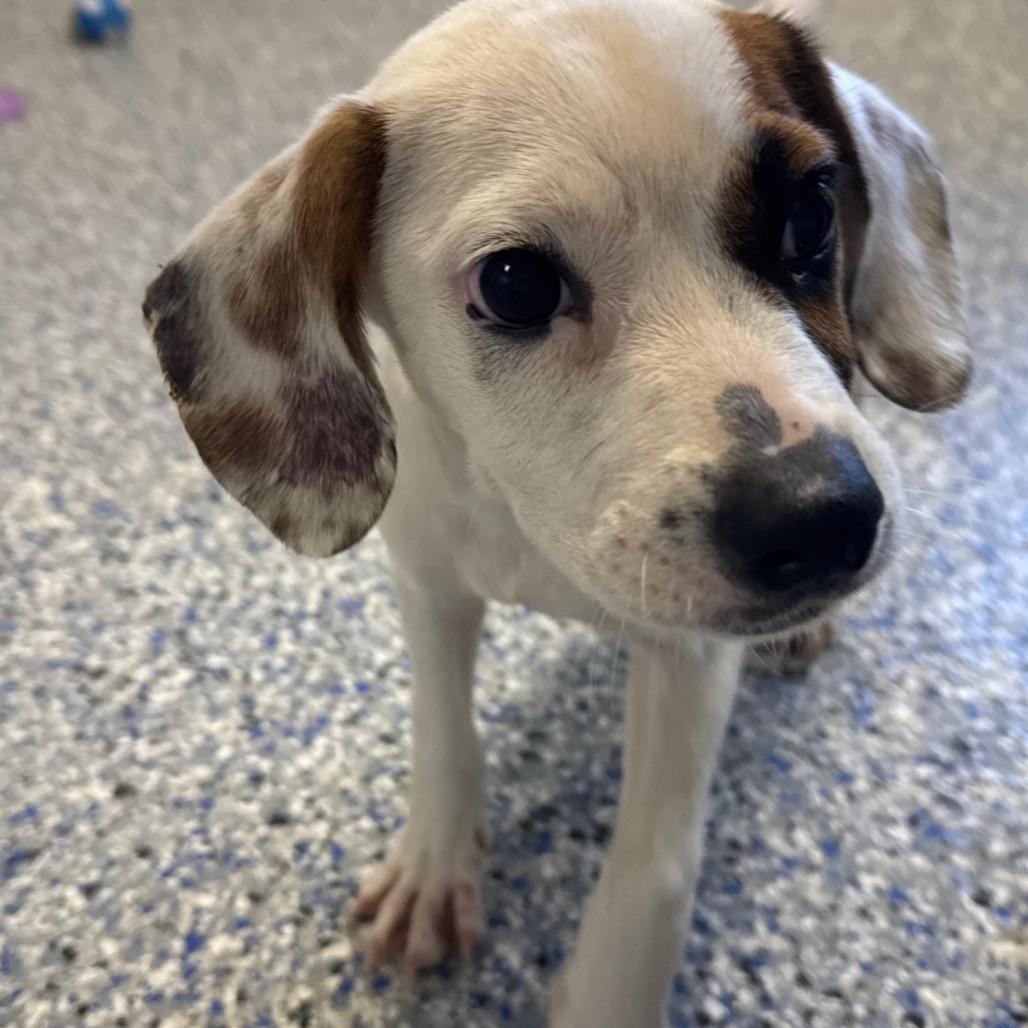 Enlarge Alice, a Adoptable Mixed Breed in Greenville, SC image 3/3
