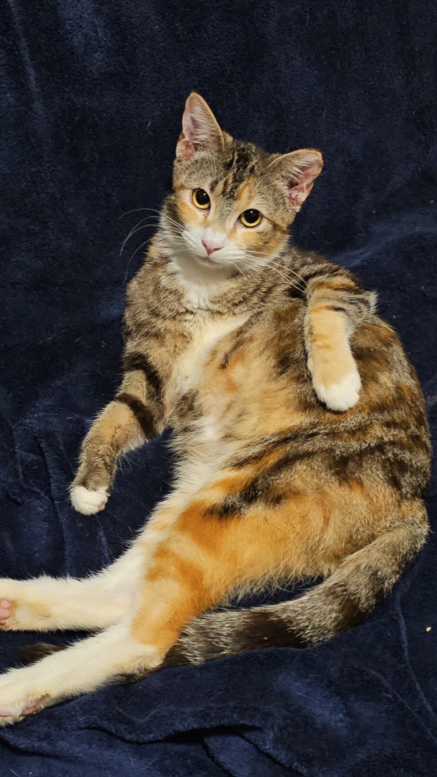 Enlarge Willow, a ADOPTABLE Domestic Short Hair in Pardeeville, WI image 1/3