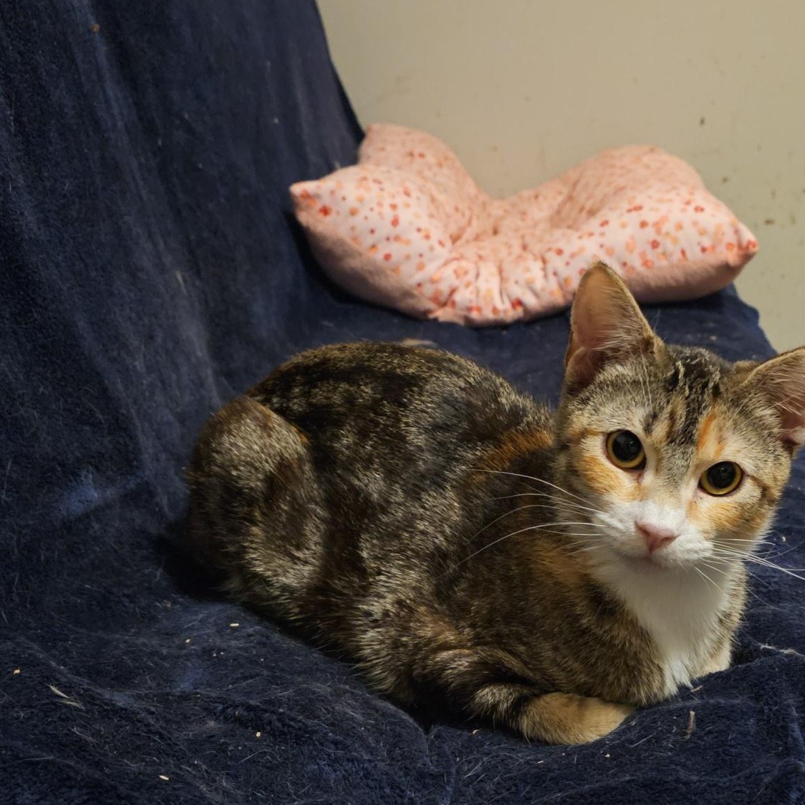 Enlarge Willow, a ADOPTABLE Domestic Short Hair in Pardeeville, WI image 2/3