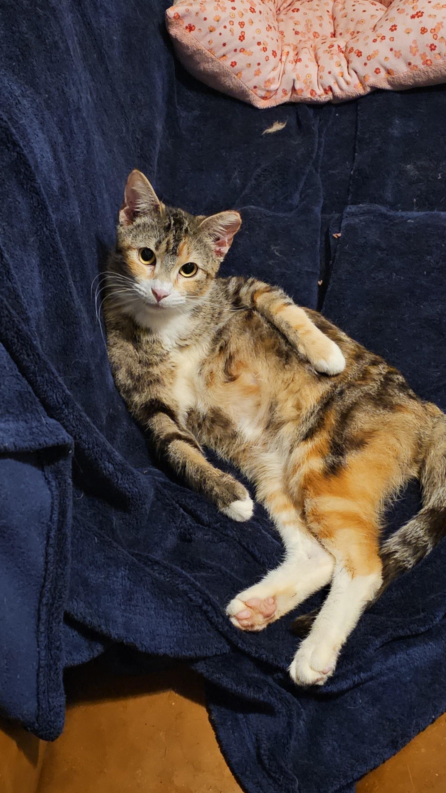 Enlarge Willow, a ADOPTABLE Domestic Short Hair in Pardeeville, WI image 3/3