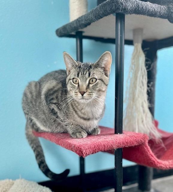 Ernie, Adoptable, Young Male Domestic Short Hair.