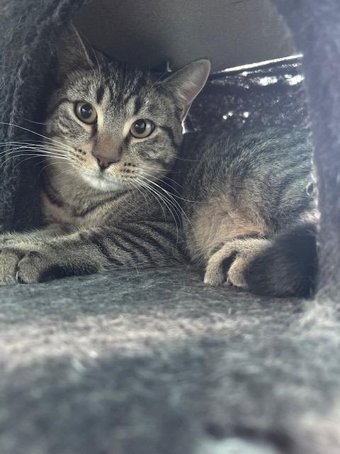 Enlarge Ernie, a Adopted mixed breed in Ladysmith, WI image 1/4