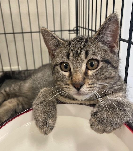 Enlarge Ernie, a Adoptable mixed breed in Ladysmith, WI image 2/6