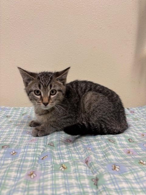 Enlarge Ernie, a Adoptable mixed breed in Ladysmith, WI image 4/6