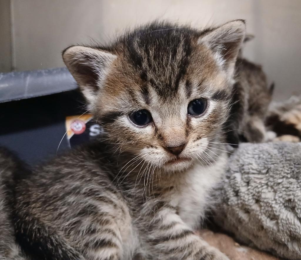 Enlarge Ernie, a Adoptable mixed breed in Ladysmith, WI image 5/6
