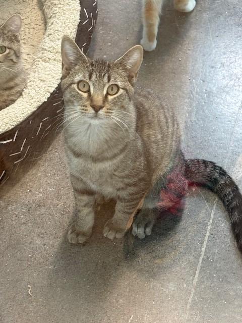 Enlarge Ernie, a Adopted mixed breed in Ladysmith, WI image 3/4