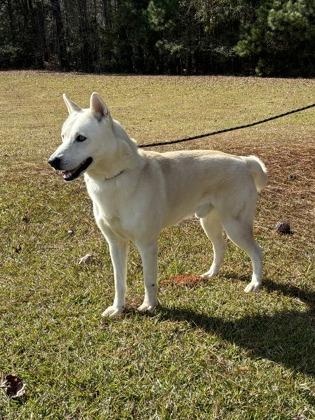 25-180 Odin, a Adoptable mixed breed in Barnesville, GA image 1/2