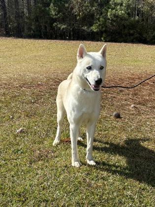 25-180 Odin, a Adoptable mixed breed in Barnesville, GA image 2/2