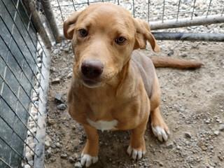 Enlarge Sassy, a ADOPTABLE mixed breed in Anaconda, MT image 2/2