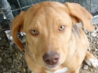 Sassy, adopted, Young Female Chesapeake Bay Retriever.