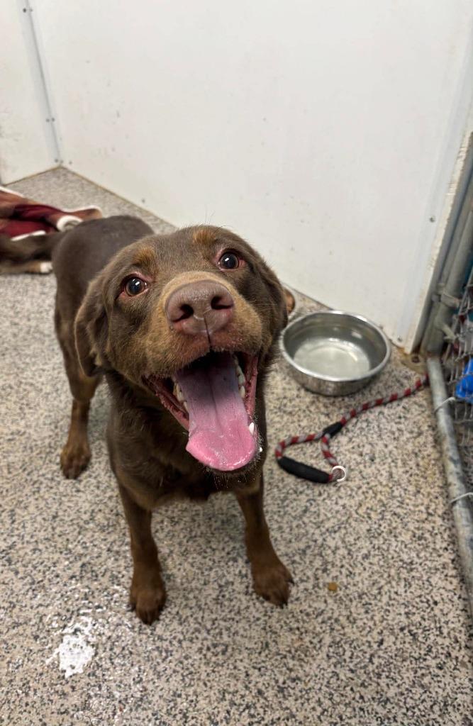 Enlarge Bo, a Adoptable Labrador Retriever in Kendallville, IN image 1/1
