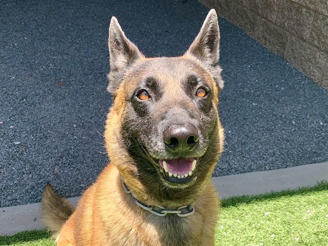 Enlarge AJAX, a Adoptable mixed breed in Moreno Valley, CA image 1/1