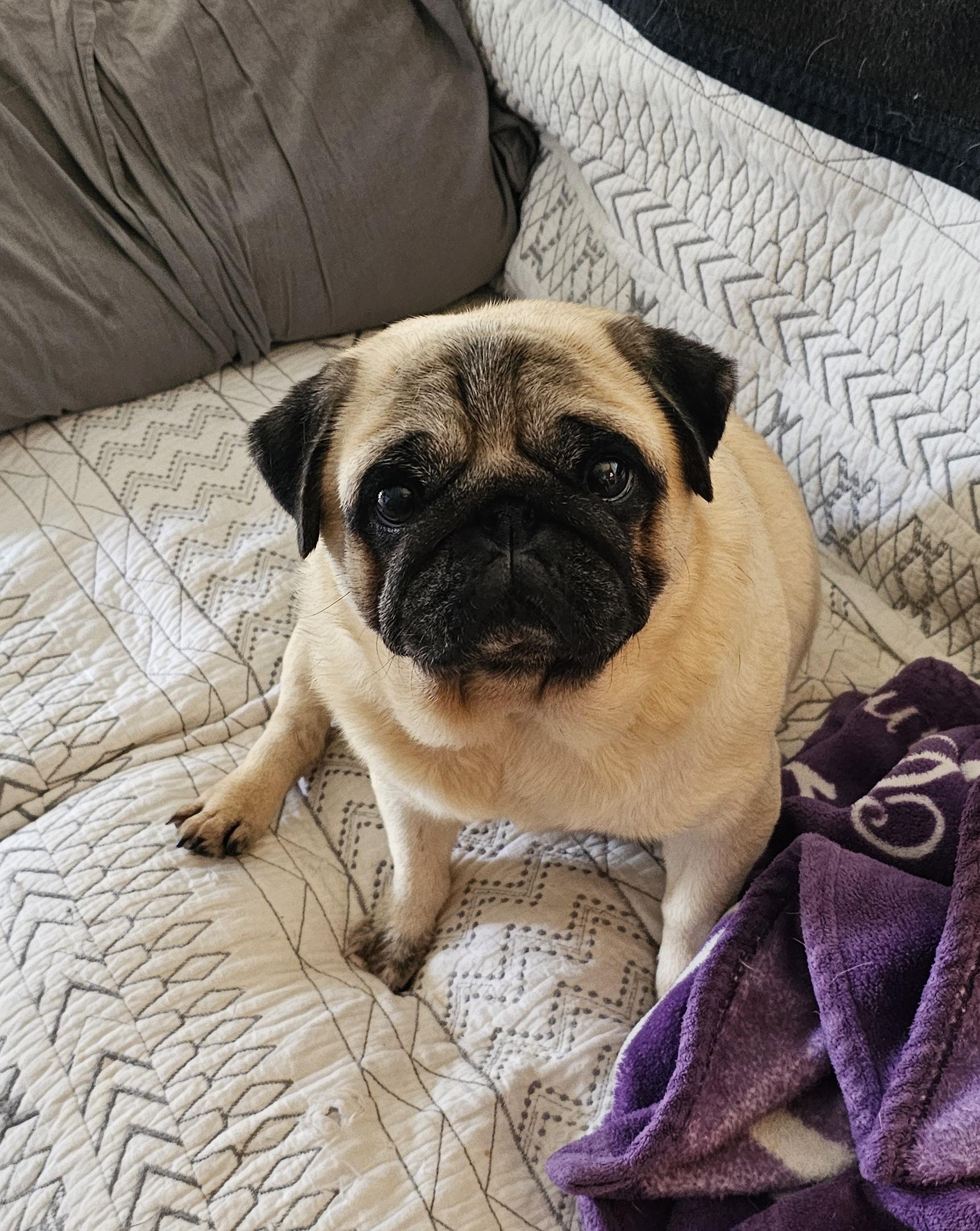 Enlarge Lollipop, a ADOPTABLE Pug in Fort Calhoun, NE image 1/5