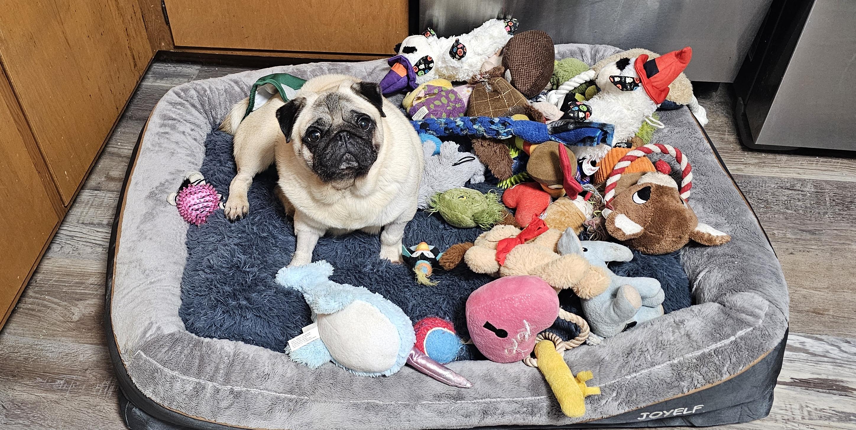 Enlarge Lollipop, a ADOPTABLE Pug in Fort Calhoun, NE image 3/5