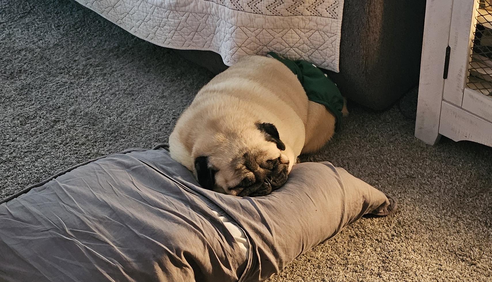 Enlarge Lollipop, a ADOPTABLE Pug in Fort Calhoun, NE image 2/5