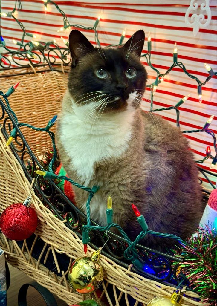 Enlarge Baby aka Madame, a Adoptable mixed breed in Kodiak, AK image 1/6
