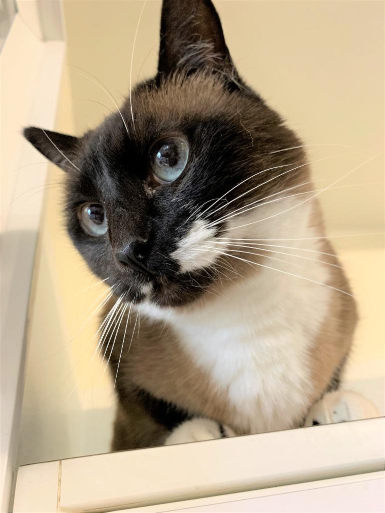 Enlarge Baby aka Madame, a Adoptable mixed breed in Kodiak, AK image 2/6
