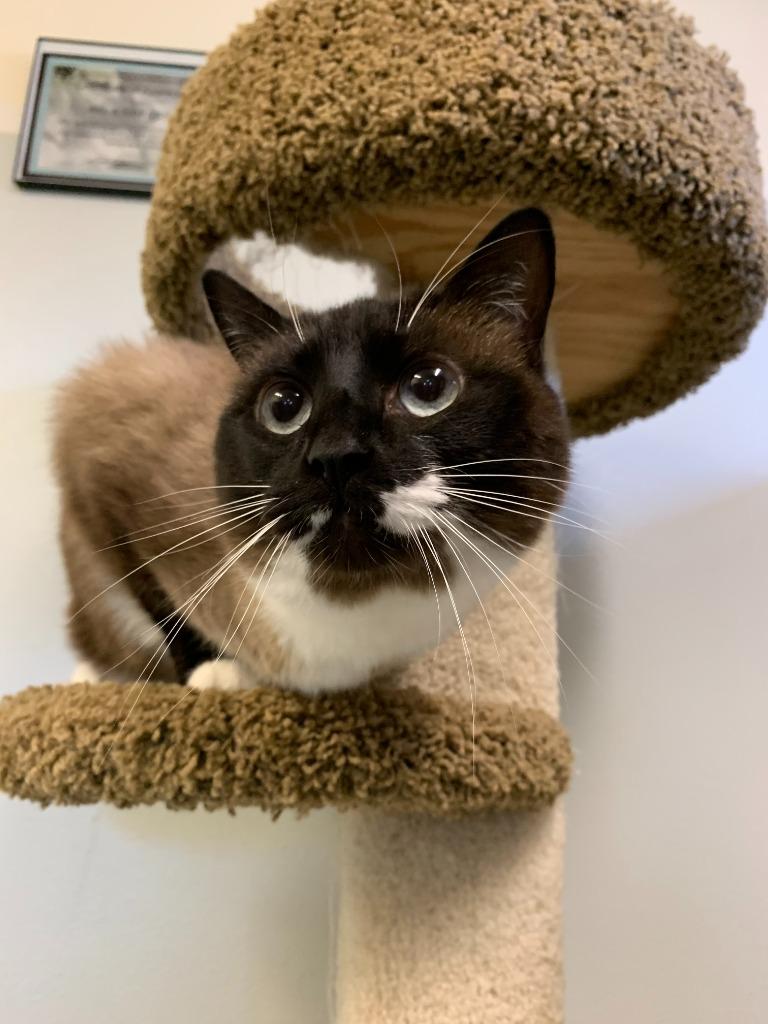 Enlarge Baby aka Madame, a Adoptable mixed breed in Kodiak, AK image 4/6