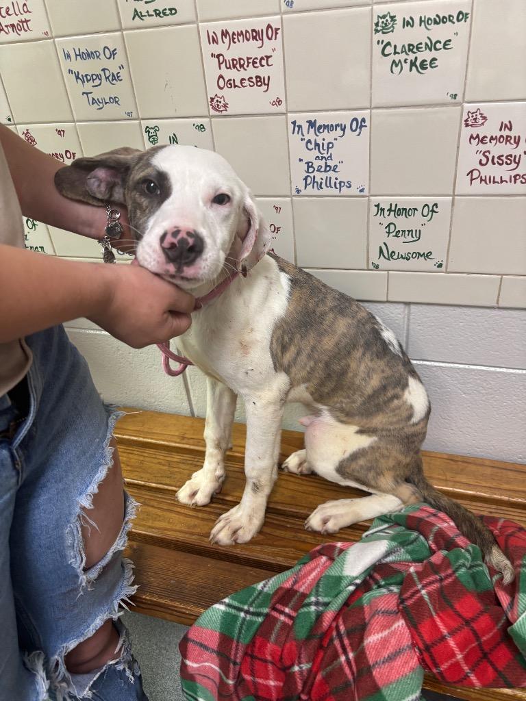Enlarge D741-26, a Adoptable mixed breed in Tifton, GA image 1/1