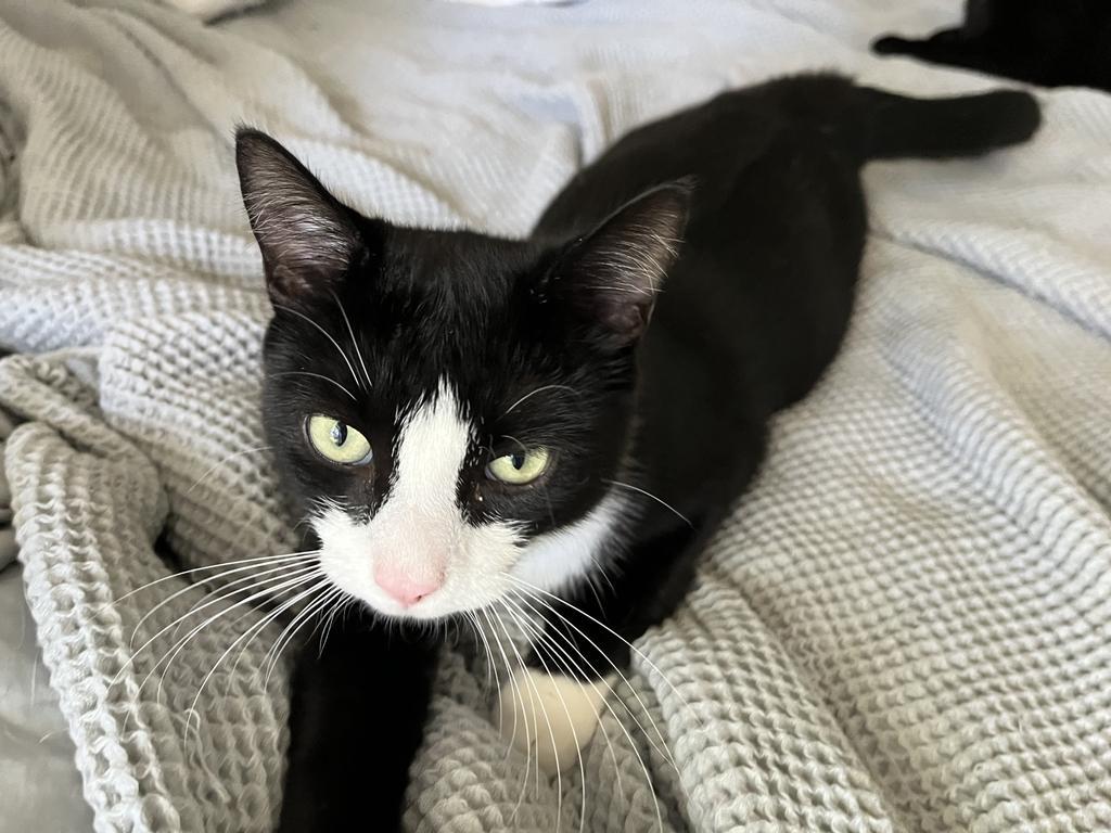 Cashew, Adoptable, Adult Male Domestic Short Hair.