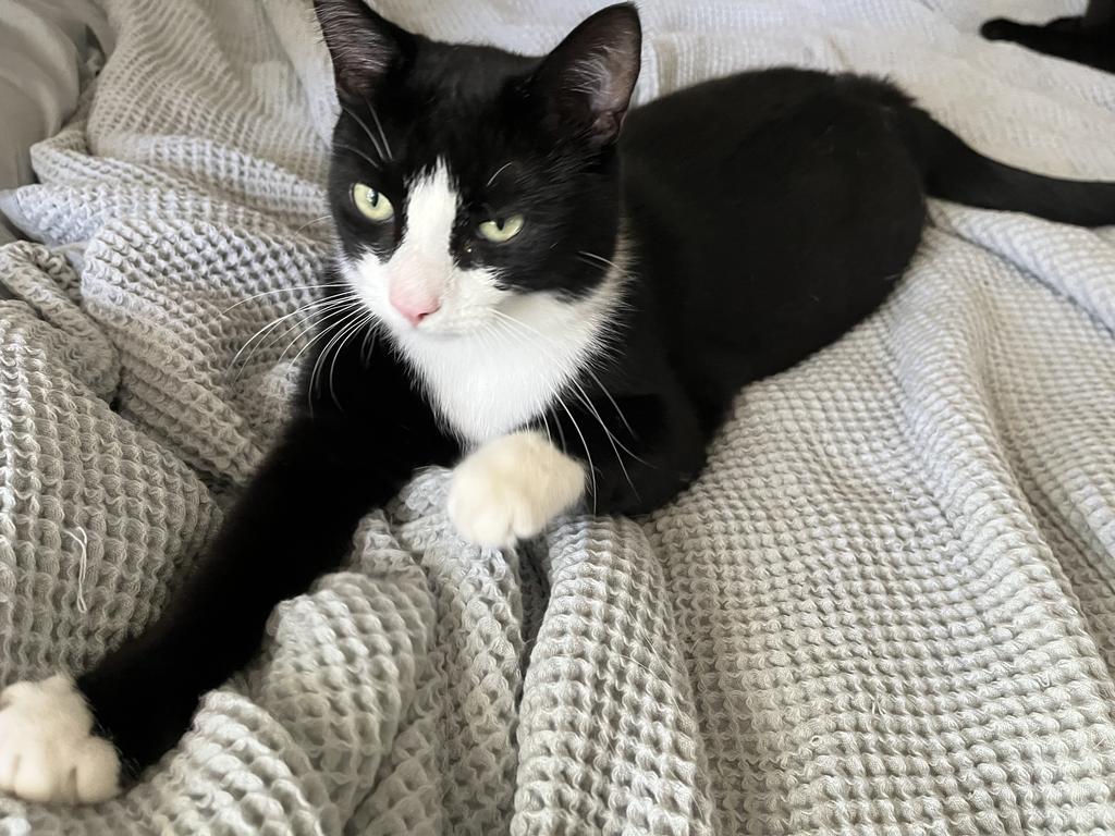 Enlarge Cashew, a Adoptable mixed breed in Pitman, NJ image 2/6