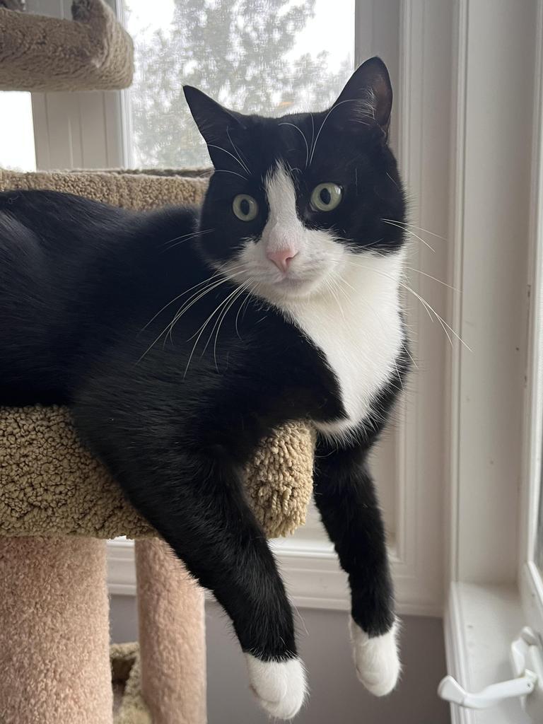 Enlarge Cashew, a Adoptable mixed breed in Pitman, NJ image 3/6