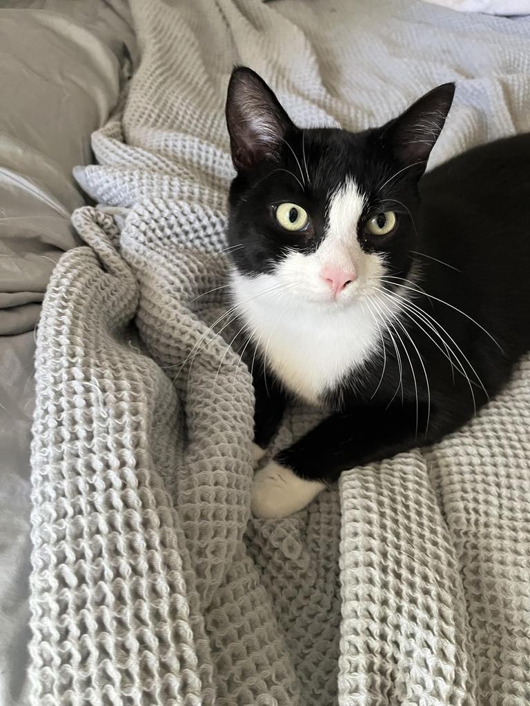 Enlarge Cashew, a Adoptable mixed breed in Pitman, NJ image 5/6