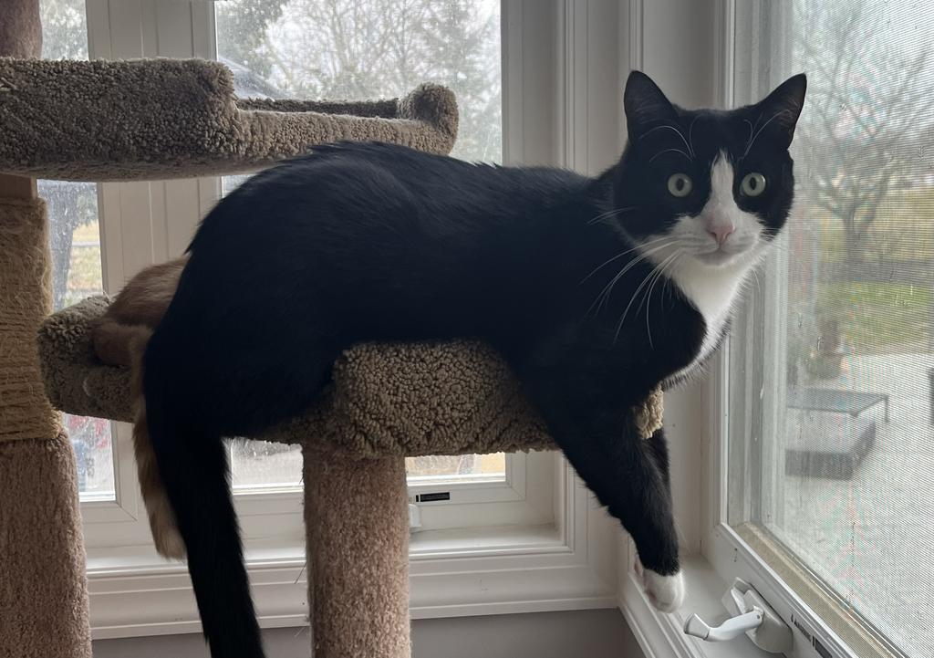 Enlarge Cashew, a Adoptable mixed breed in Pitman, NJ image 6/6