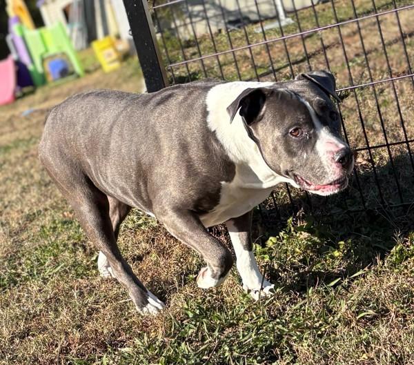 Enlarge Haddy, a Adoptable mixed breed in Virginia Beach, VA image 1/1