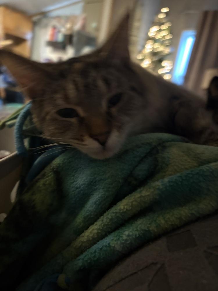 Lucy, Adoptable, Adult Female Domestic Short Hair.