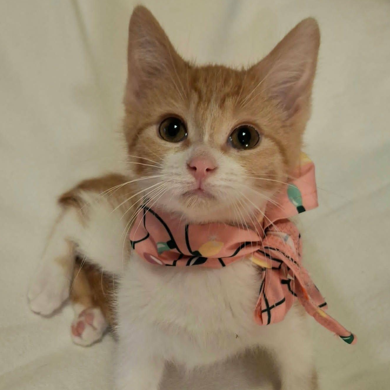 Tangerine, an adoptable Domestic Short Hair in Watertown, WI image 2/4